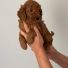Kilo garantili safkan Toy poodle 2 aylık erkek